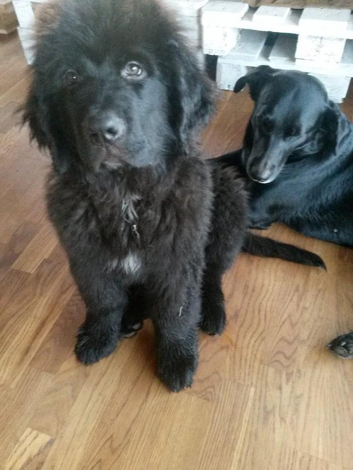 Newfoundlænder Samson billede 11