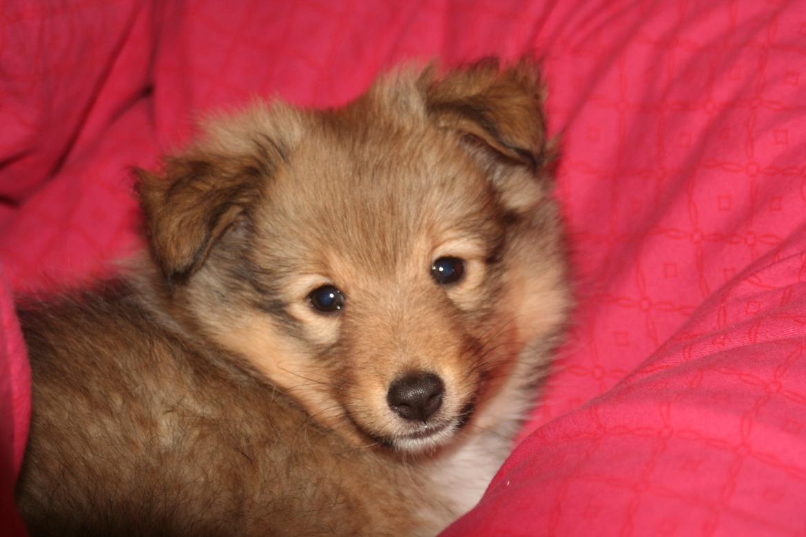 Shetland sheepdog Luna billede 1