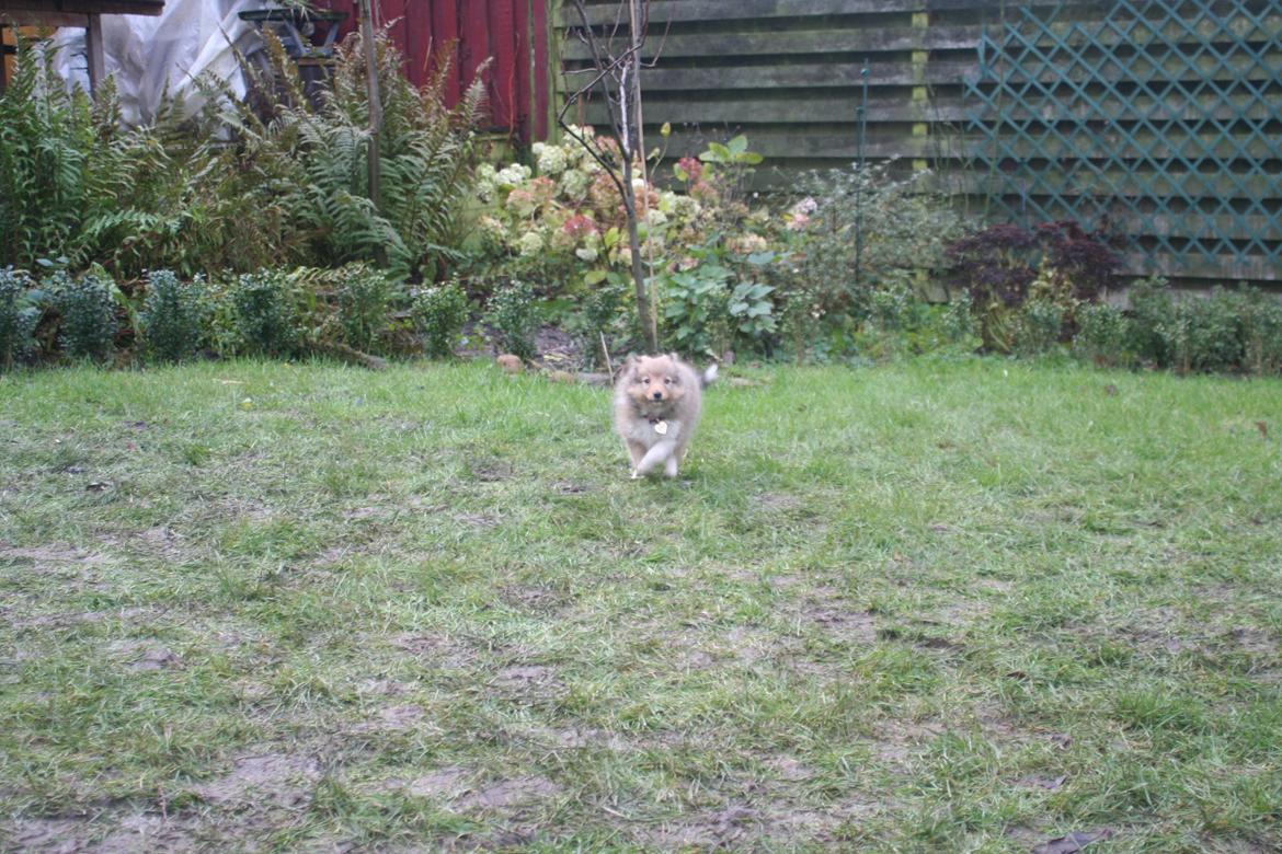 Shetland sheepdog Luna billede 6