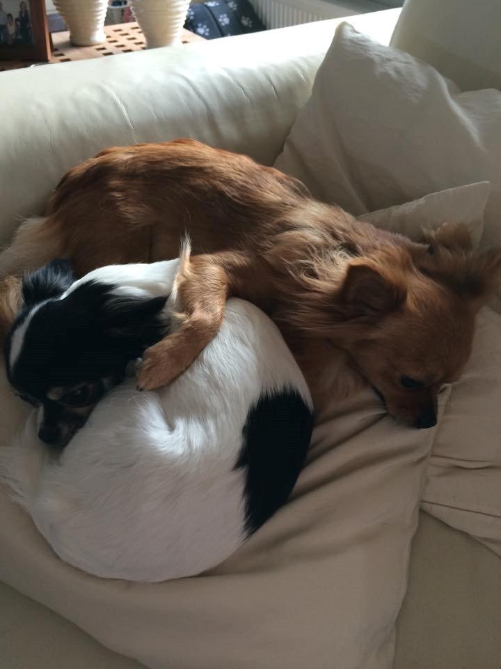 Chihuahua Isa billede 4