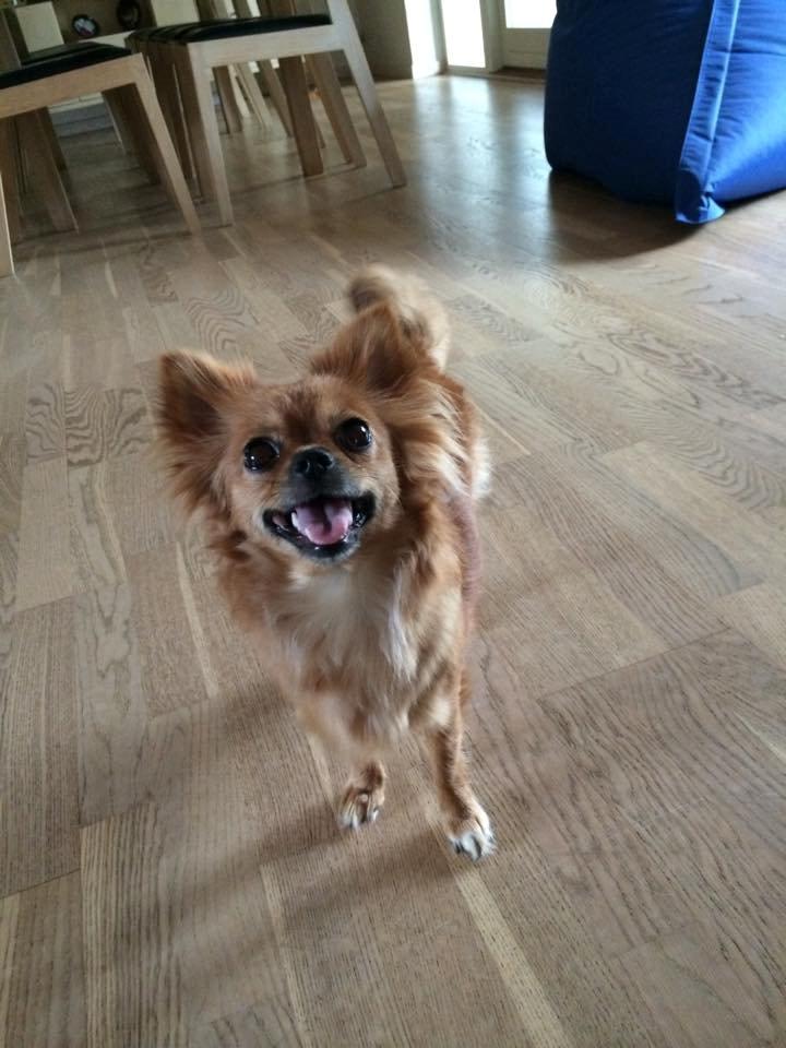 Chihuahua Isa billede 6