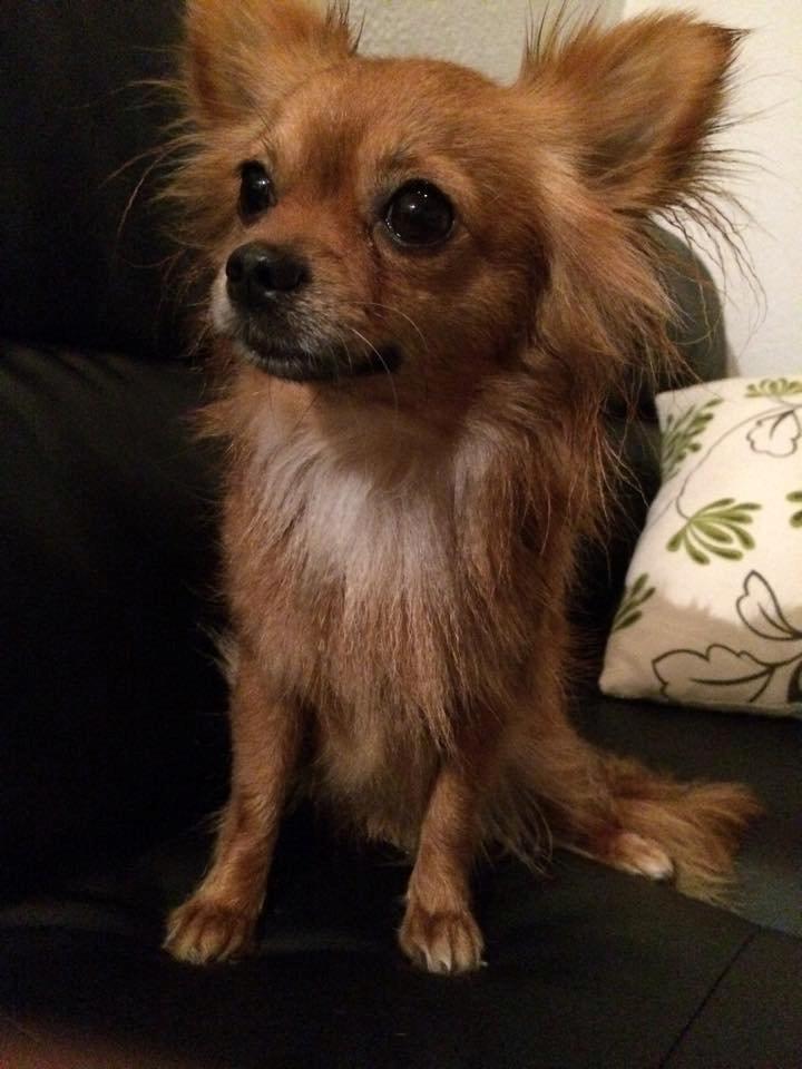 Chihuahua Isa billede 7