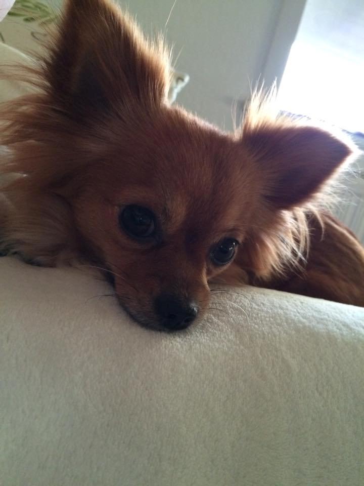 Chihuahua Isa billede 8