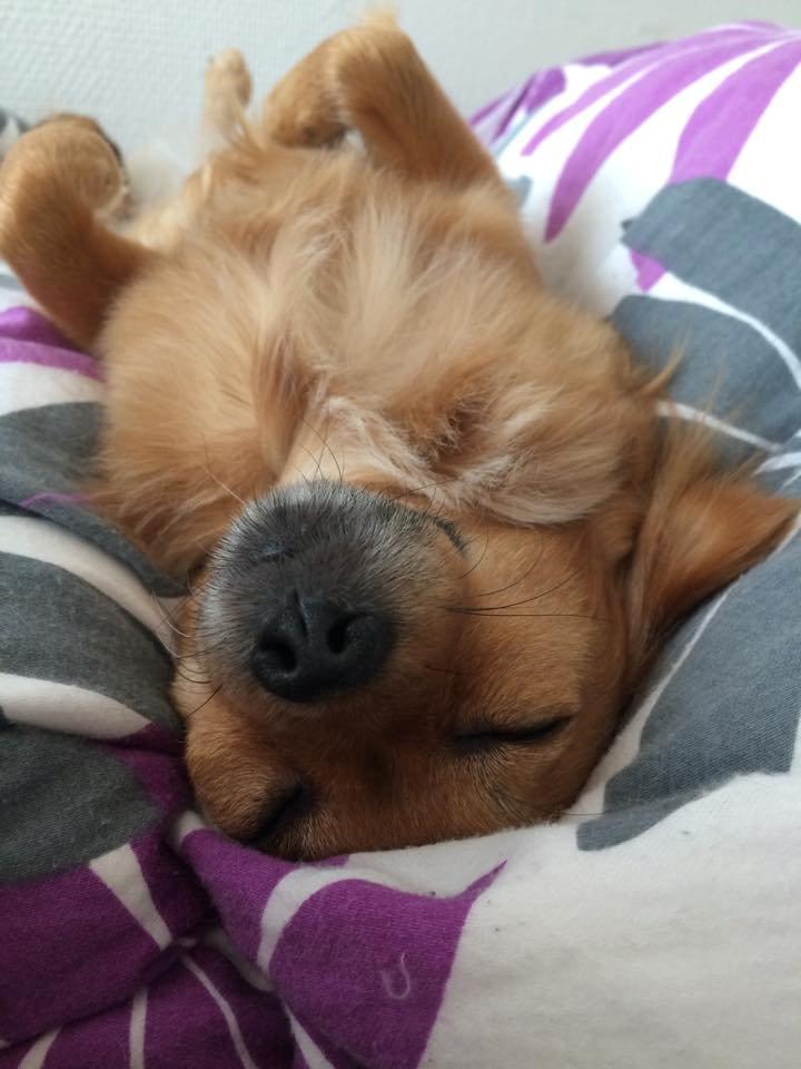 Chihuahua Isa billede 9