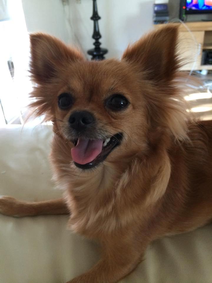 Chihuahua Isa billede 10