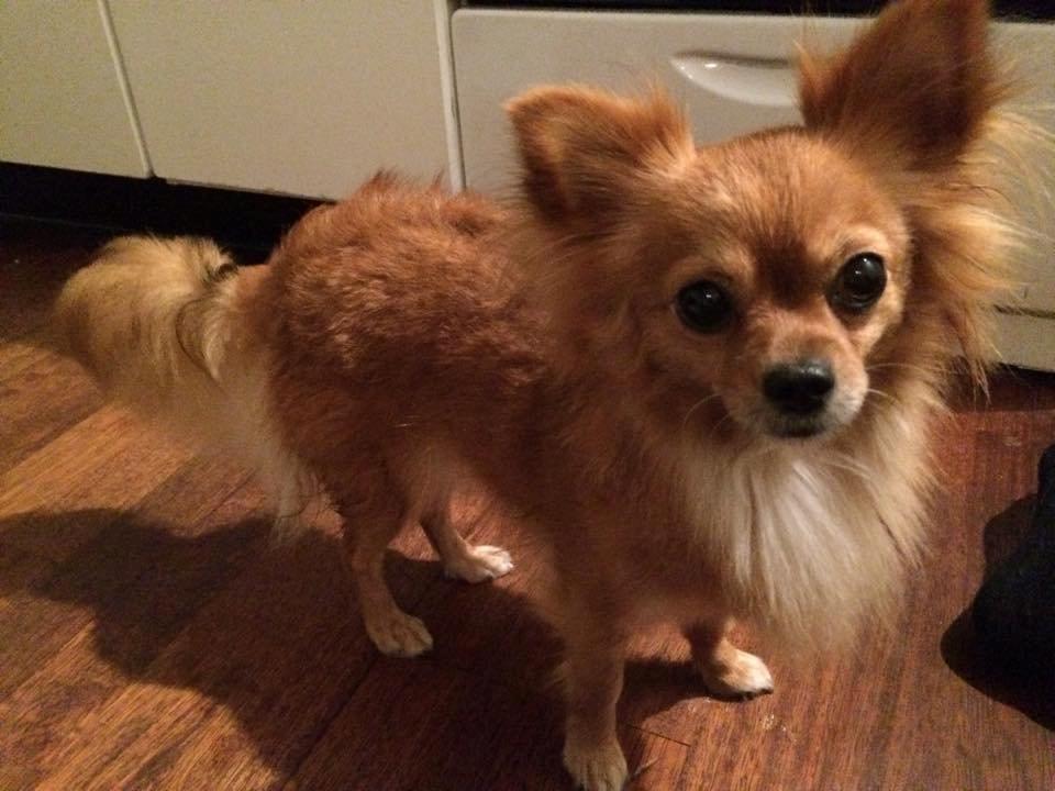 Chihuahua Isa billede 5