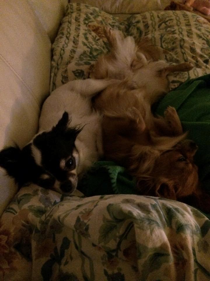 Chihuahua Isa billede 11