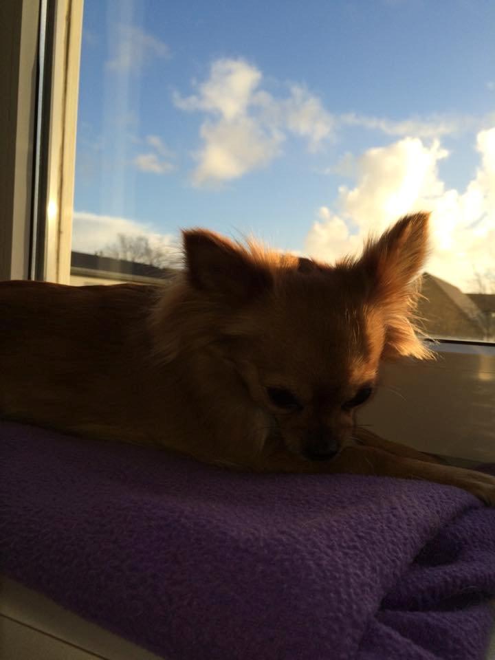 Chihuahua Isa billede 13