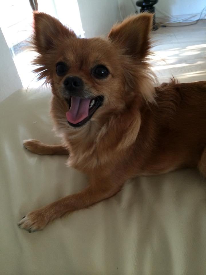 Chihuahua Isa billede 1