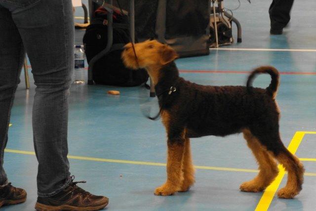 Airedale terrier Shadow Of Aire Love Song billede 9