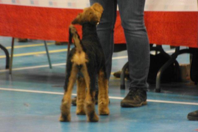 Airedale terrier Shadow Of Aire Love Song billede 10