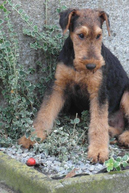 Airedale terrier Shadow Of Aire Love Song billede 1