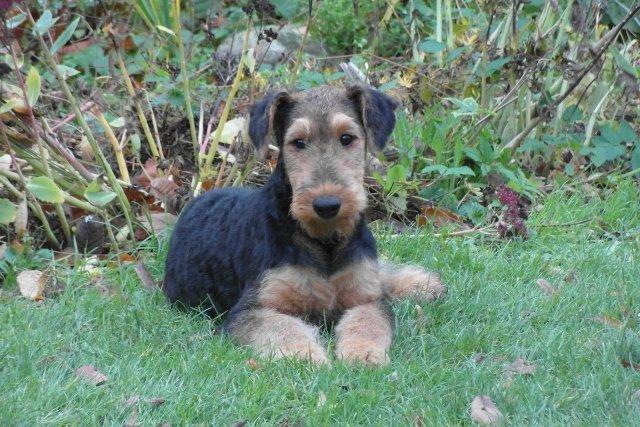 Airedale terrier Shadow Of Aire Love Song billede 11
