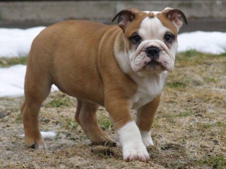 Engelsk bulldog Viola billede 4