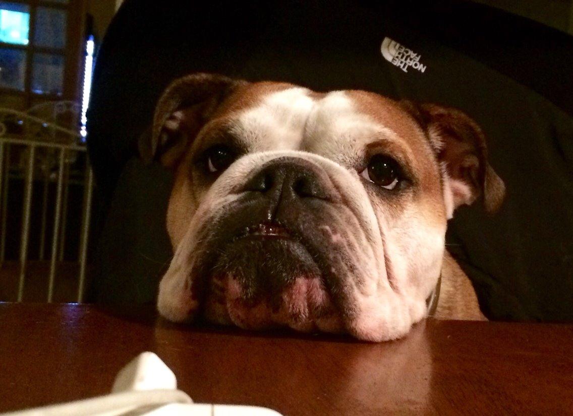 Engelsk bulldog Viola billede 14