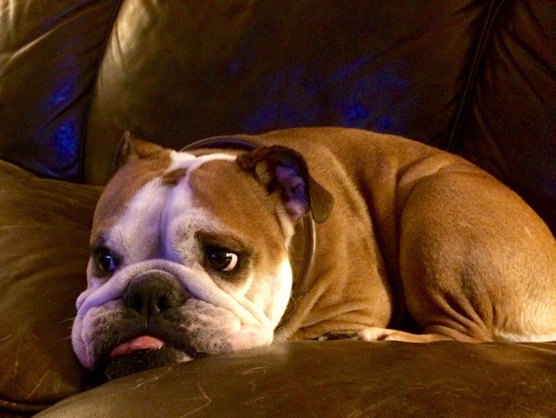 Engelsk bulldog Viola billede 13