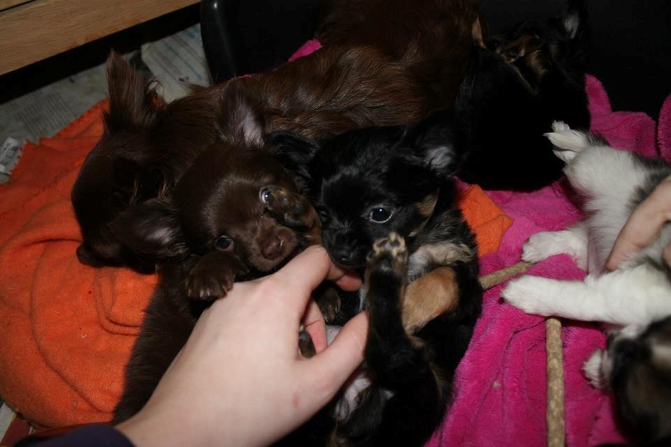 Chihuahua Boss - 7 uger billede 13