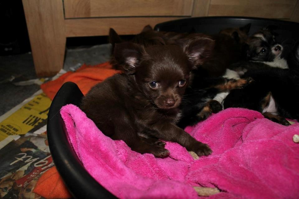 Chihuahua Boss - 7 uger billede 14