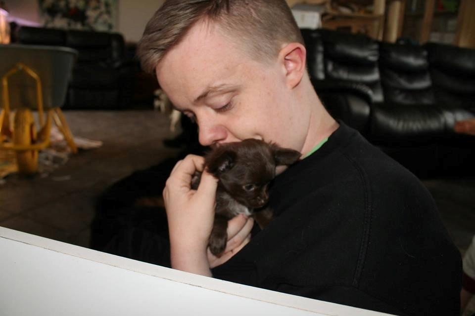 Chihuahua Boss - 7 uger billede 15