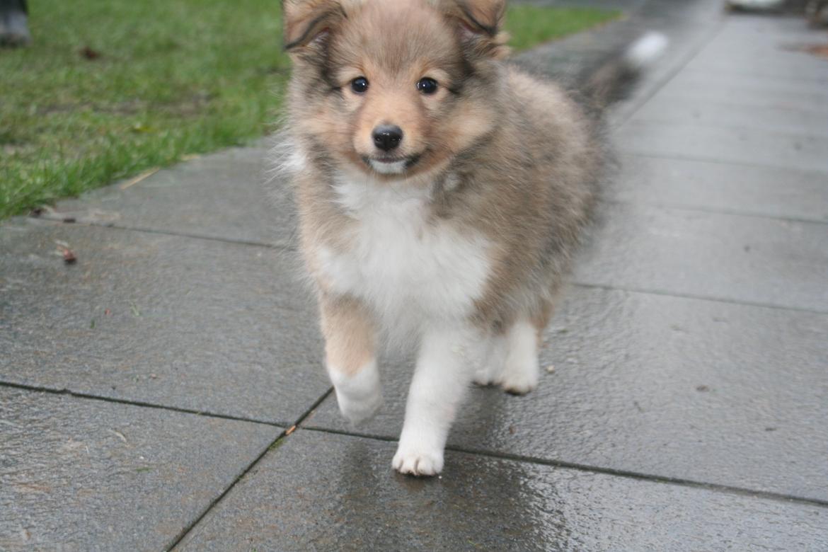 Shetland sheepdog Luna billede 8