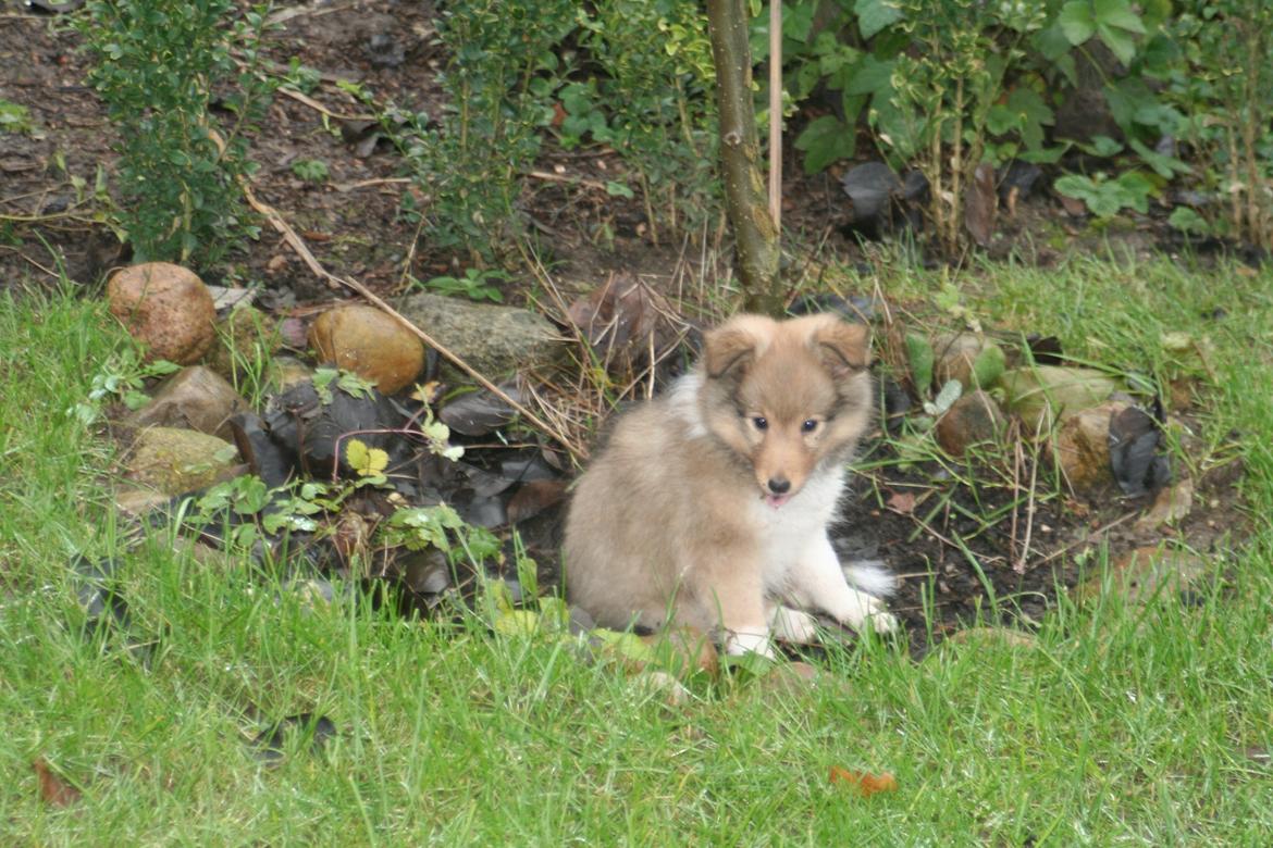 Shetland sheepdog Luna billede 9