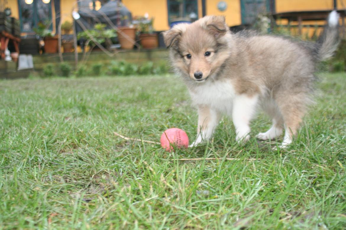 Shetland sheepdog Luna billede 10