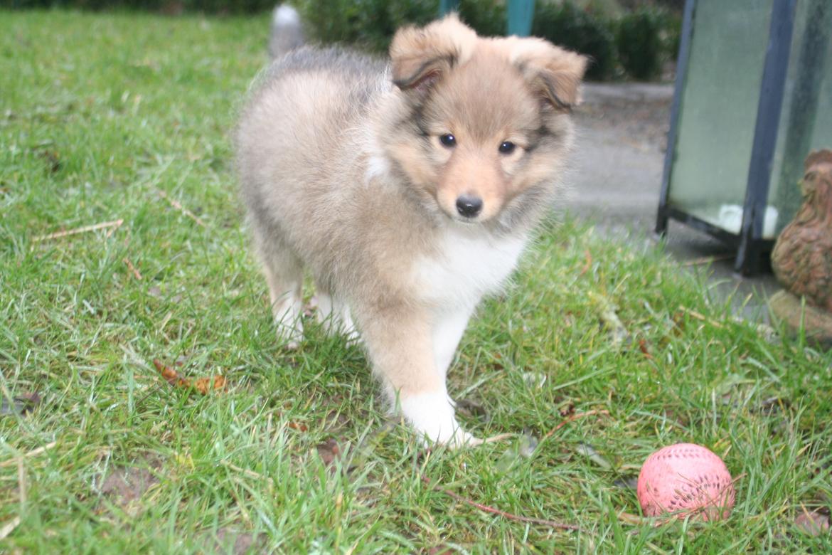 Shetland sheepdog Luna billede 11