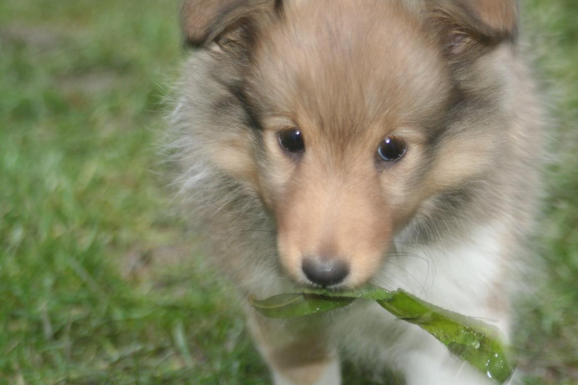 Shetland sheepdog Luna billede 12