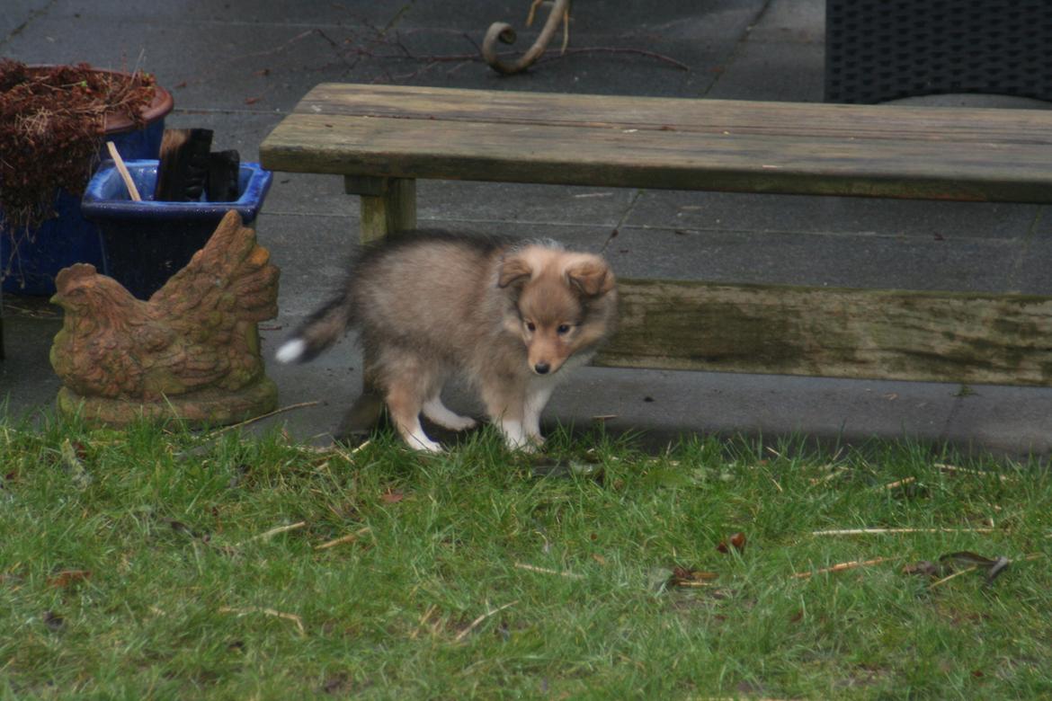 Shetland sheepdog Luna billede 13