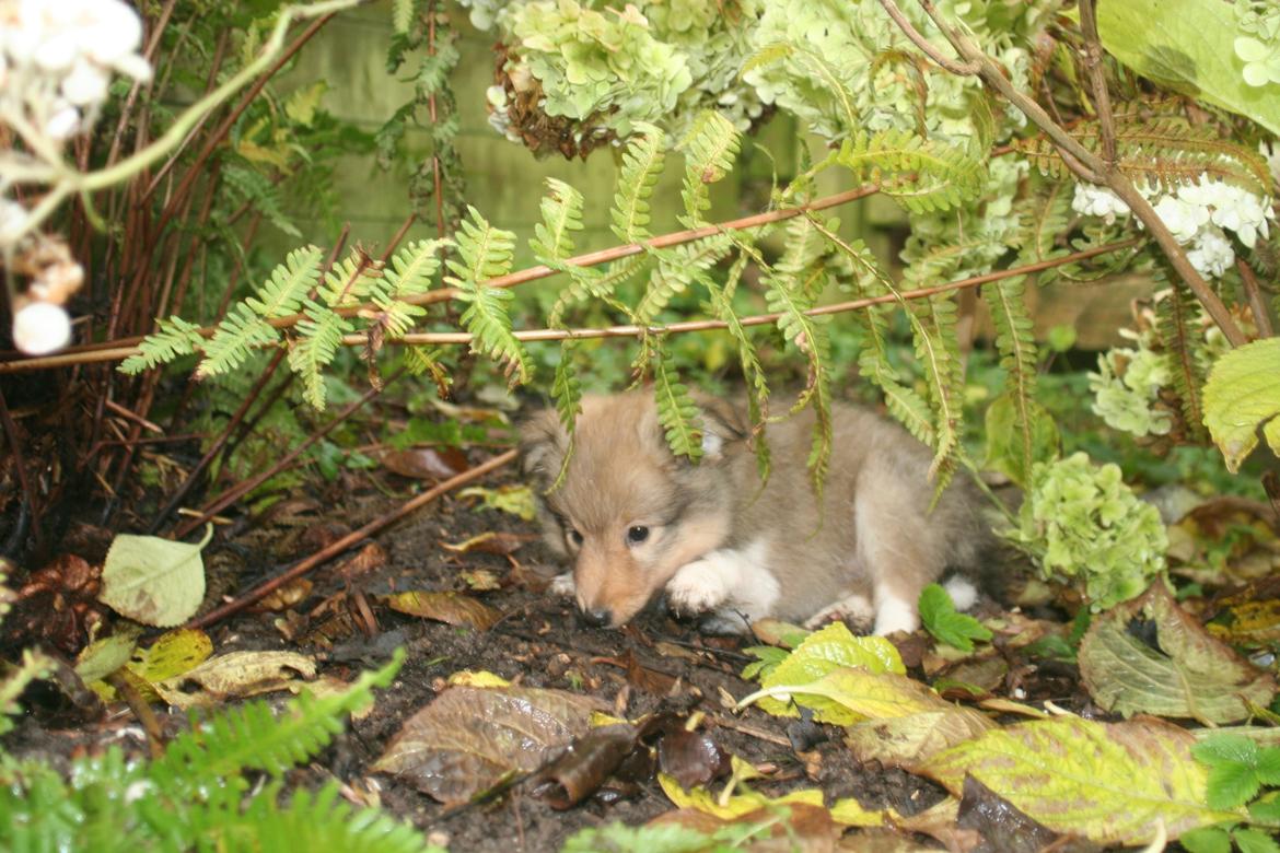 Shetland sheepdog Luna billede 15