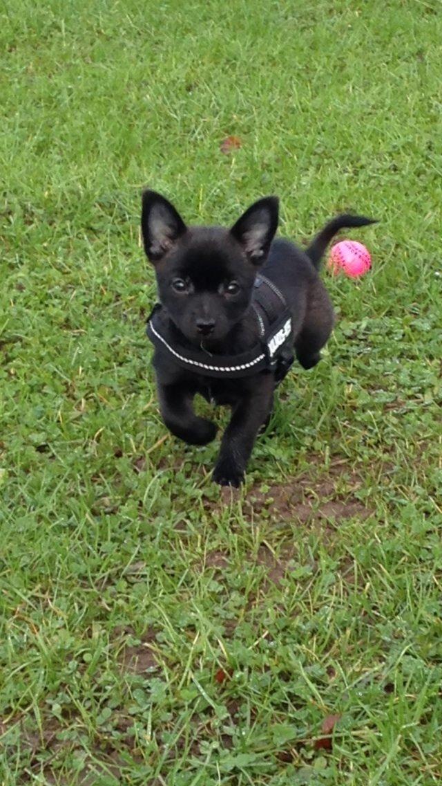 Blanding af racer Pomeranian, Chihuahua Shellie billede 5