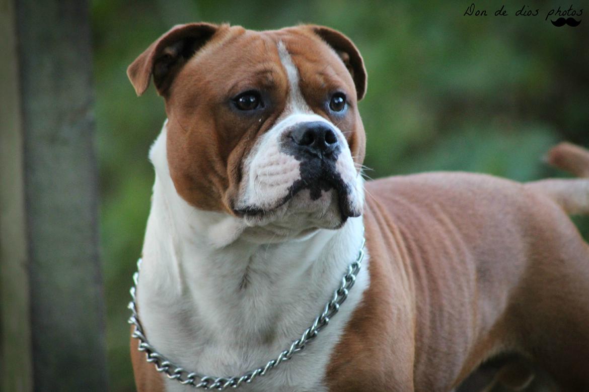 Staffordshire bull terrier Cedro *Himmelhund* Savner dig <3  billede 10