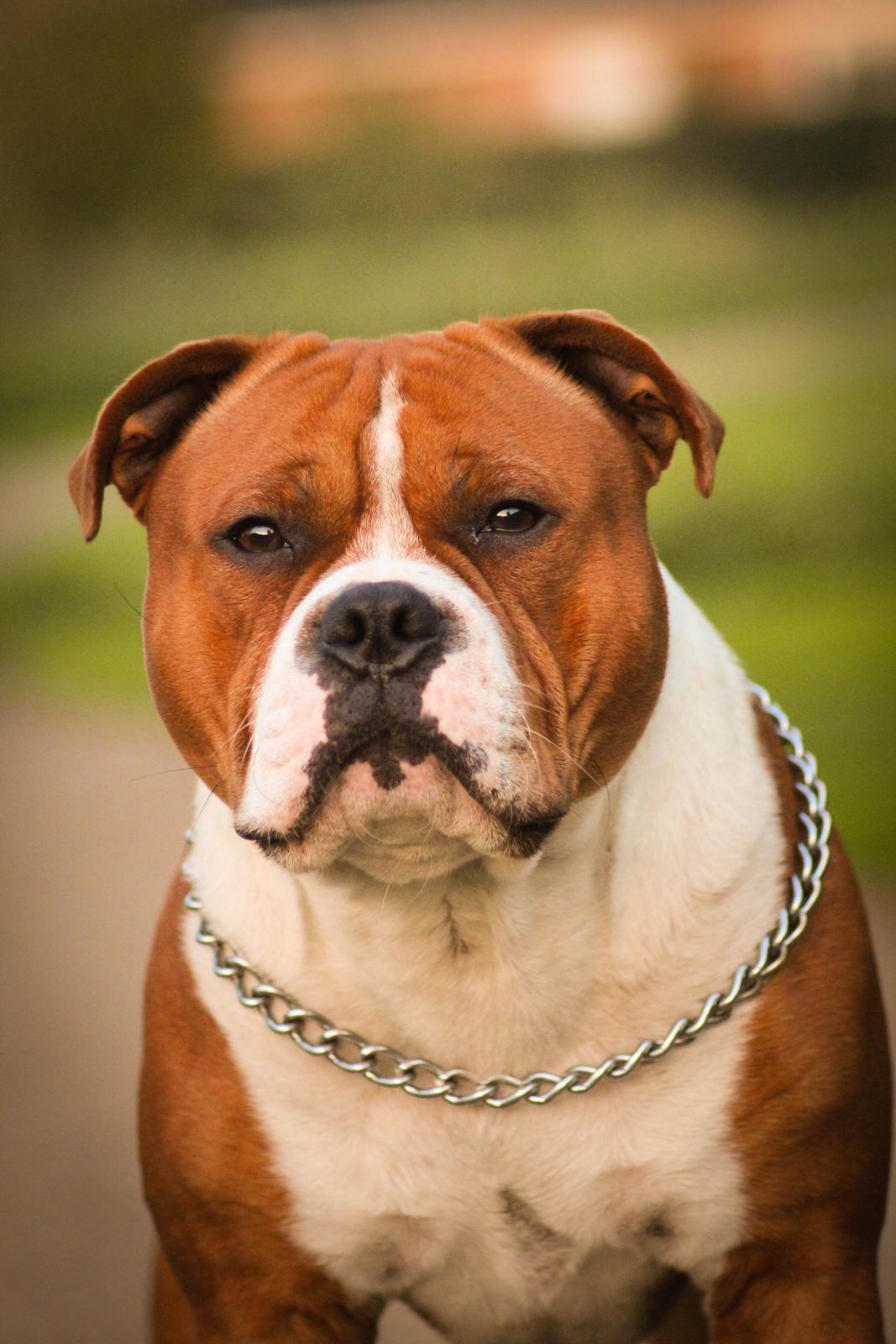 Staffordshire bull terrier Cedro *Himmelhund* Savner dig <3  billede 4