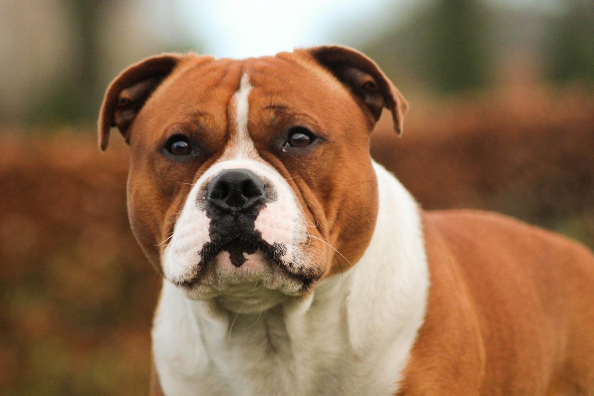 Staffordshire bull terrier Cedro *Himmelhund* Savner dig <3  billede 13