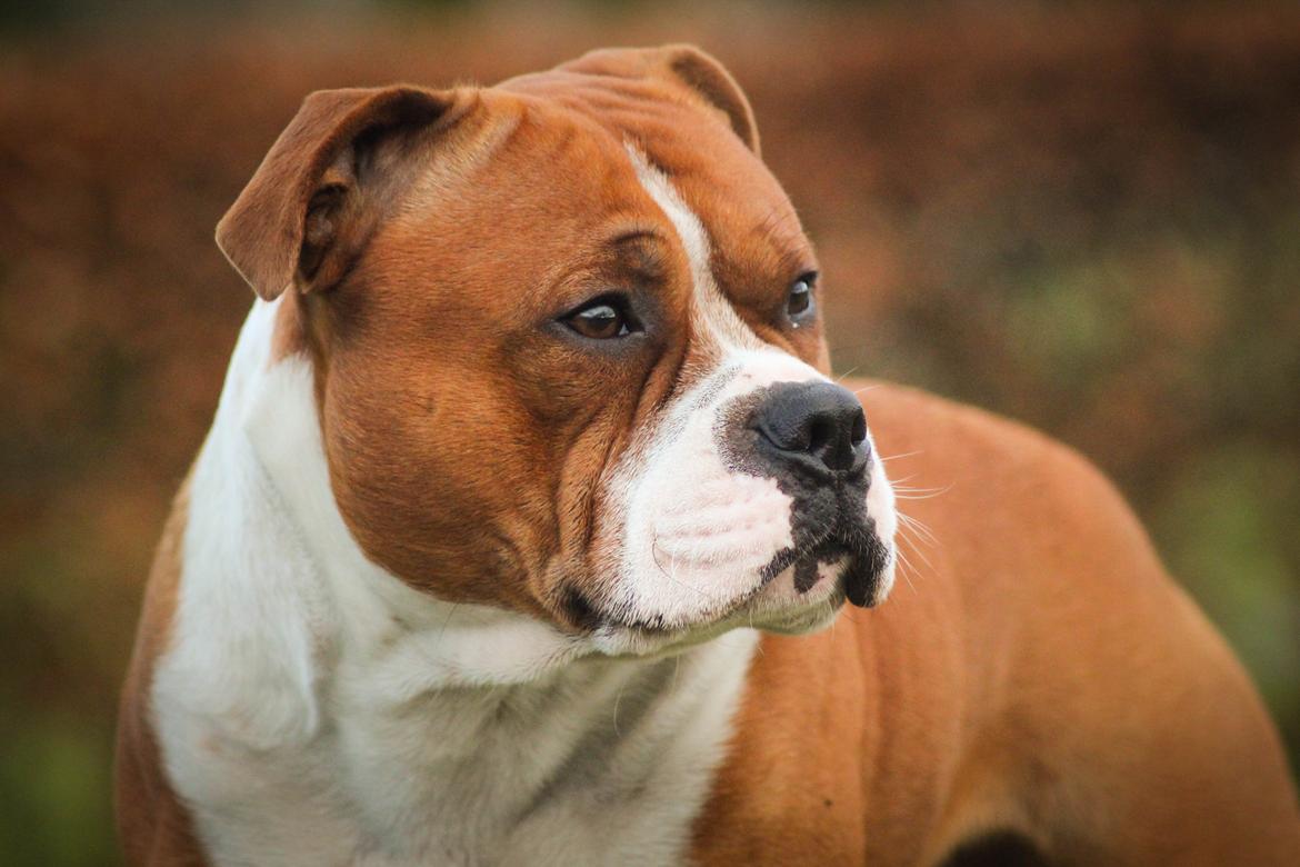 Staffordshire bull terrier Cedro *Himmelhund* Savner dig <3  billede 7