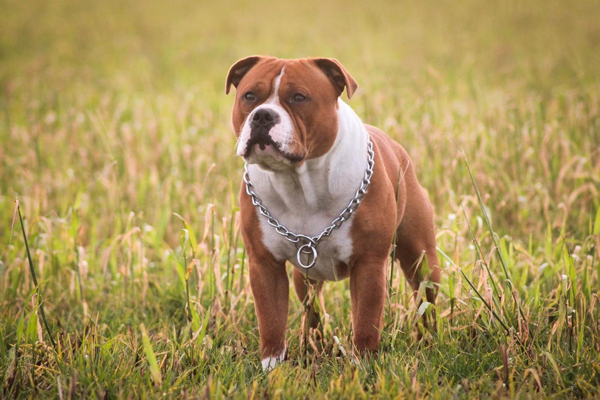 Staffordshire bull terrier Cedro *Himmelhund* Savner dig <3  billede 5