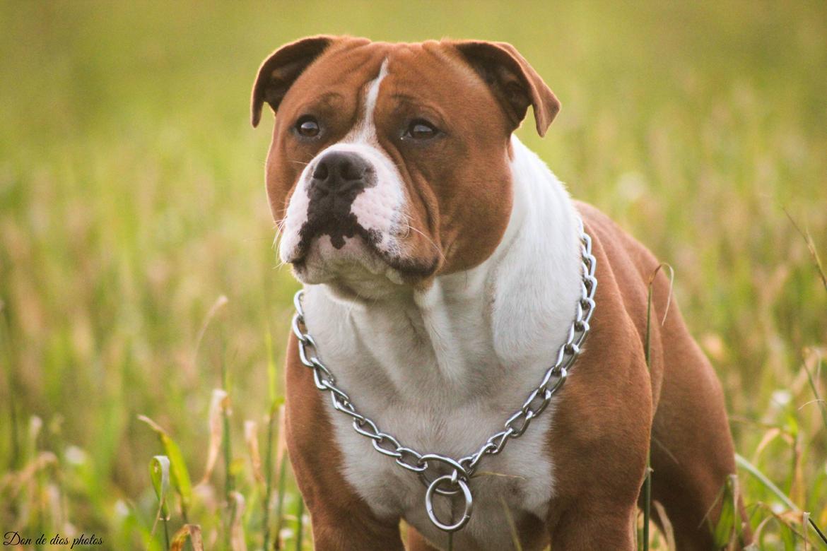 Staffordshire bull terrier Cedro *Himmelhund* Savner dig <3  billede 3