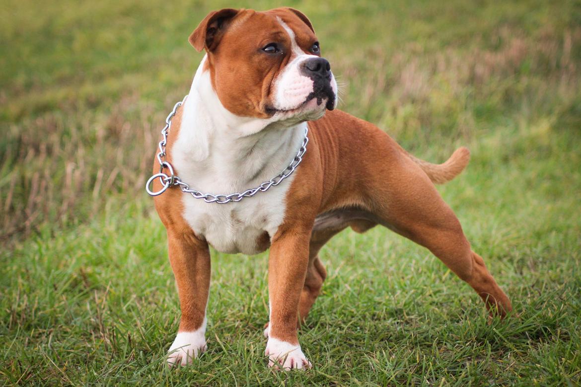 Staffordshire bull terrier Cedro *Himmelhund* Savner dig <3  billede 9