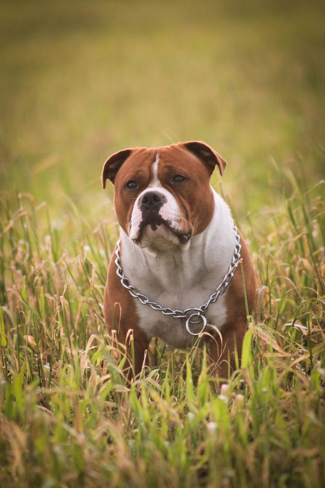 Staffordshire bull terrier Cedro *Himmelhund* Savner dig <3  billede 8