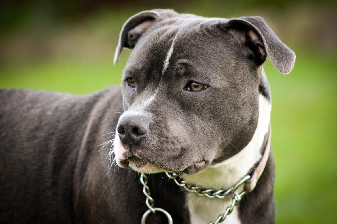 Staffordshire bull terrier Chayla billede 4