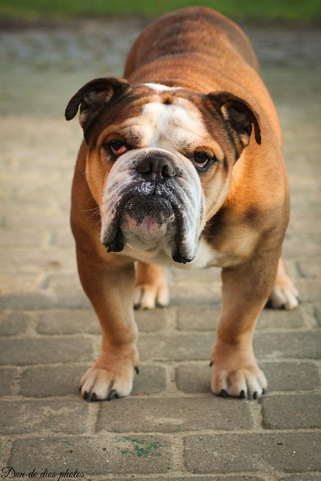 Engelsk bulldog Parly billede 1