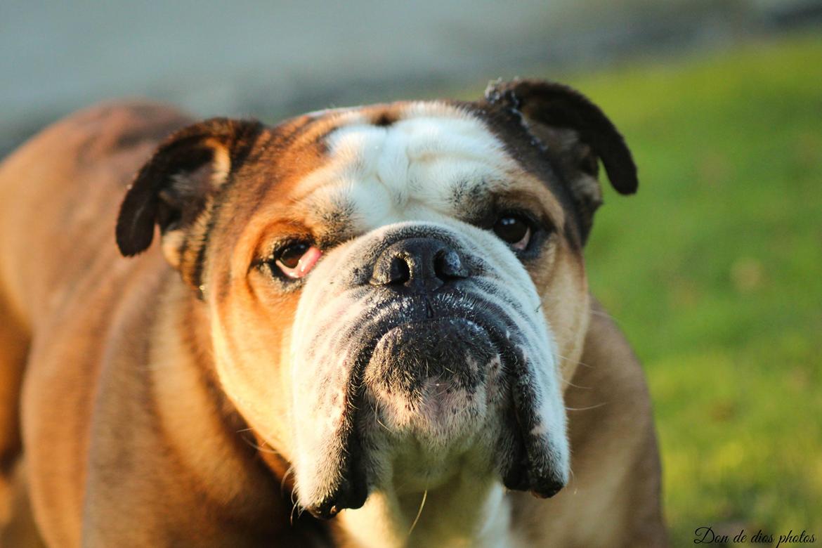 Engelsk bulldog Parly billede 2