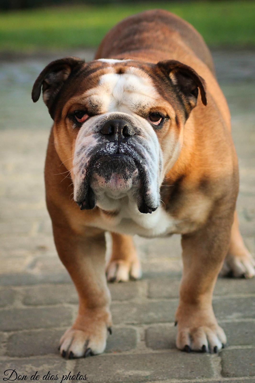 Engelsk bulldog Parly billede 3