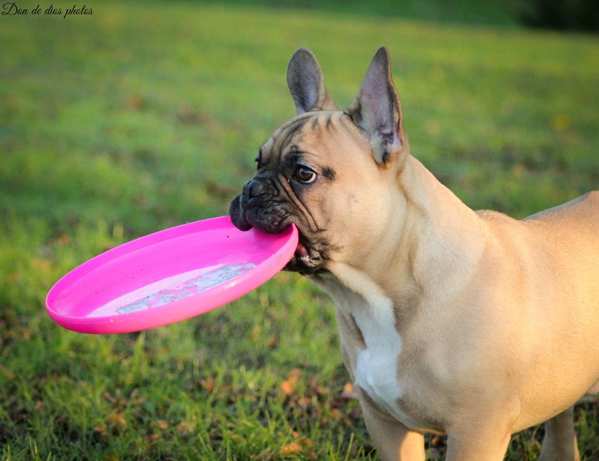 Fransk bulldog William billede 3