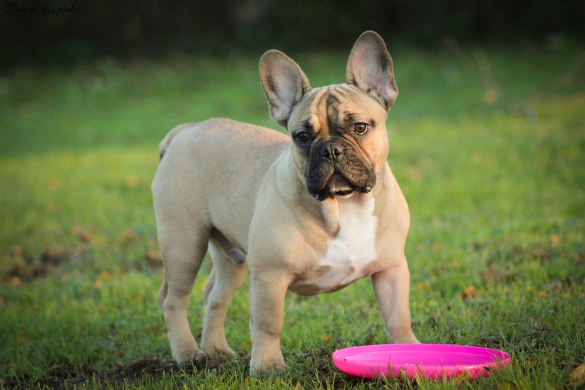 Fransk bulldog William billede 5