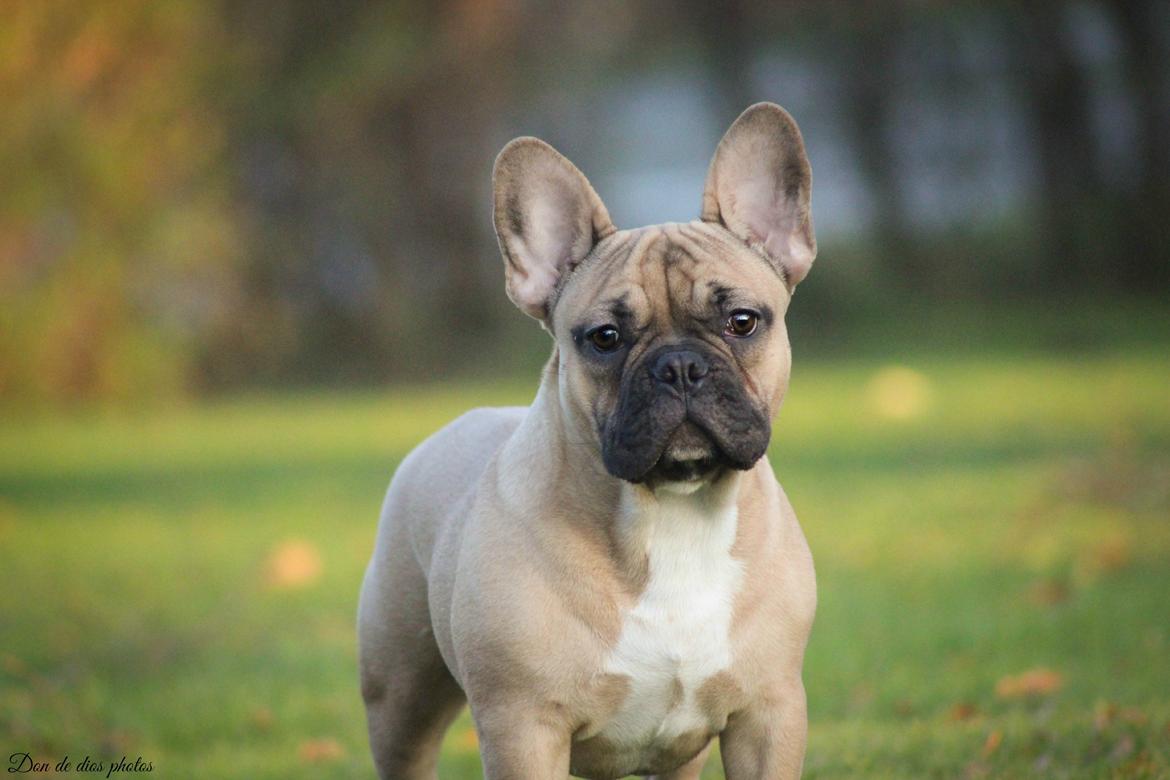 Fransk bulldog William billede 1