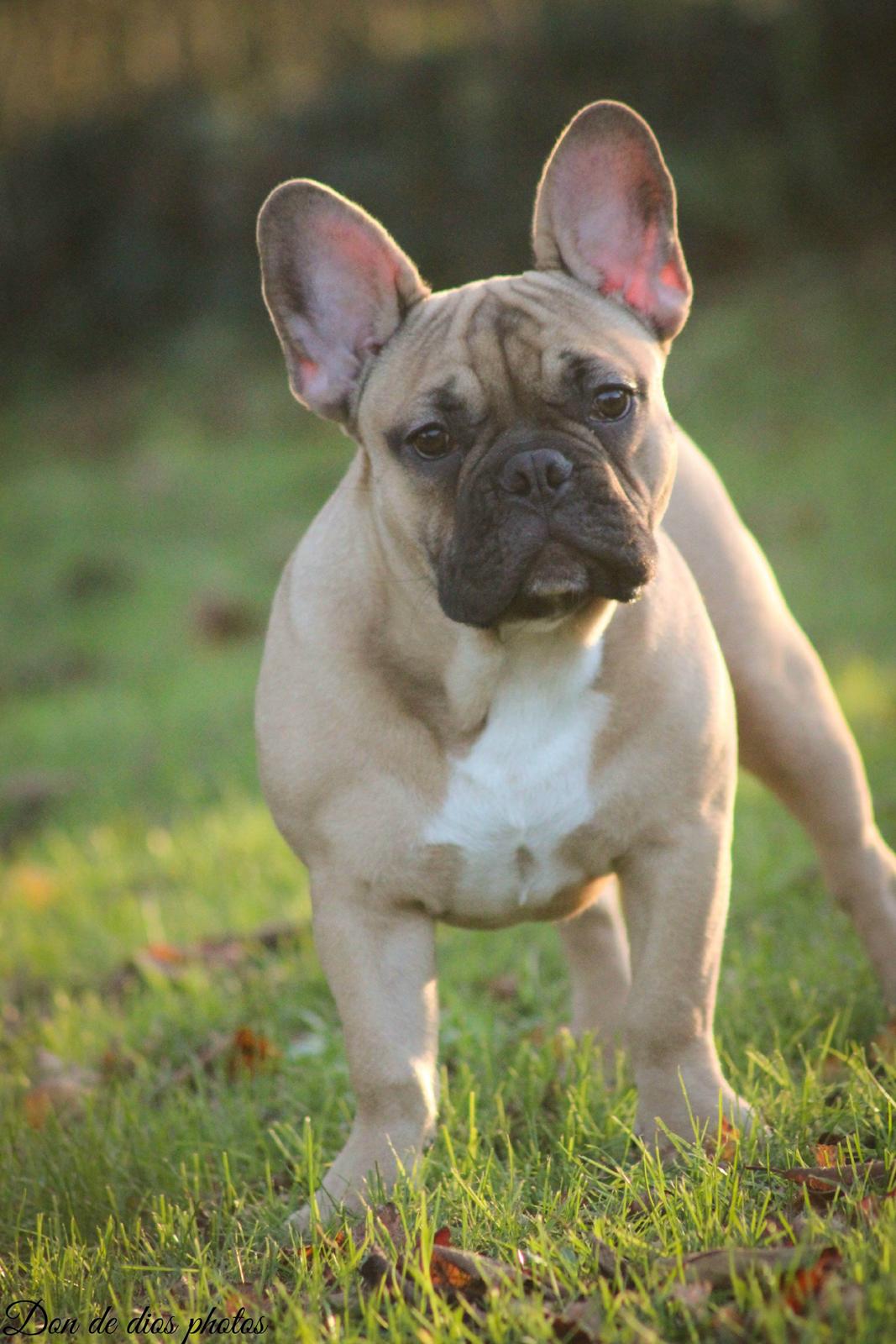 Fransk bulldog William billede 4