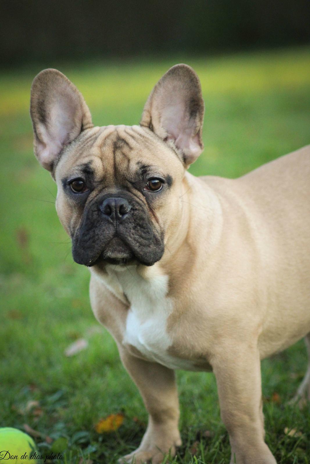 Fransk bulldog William billede 2