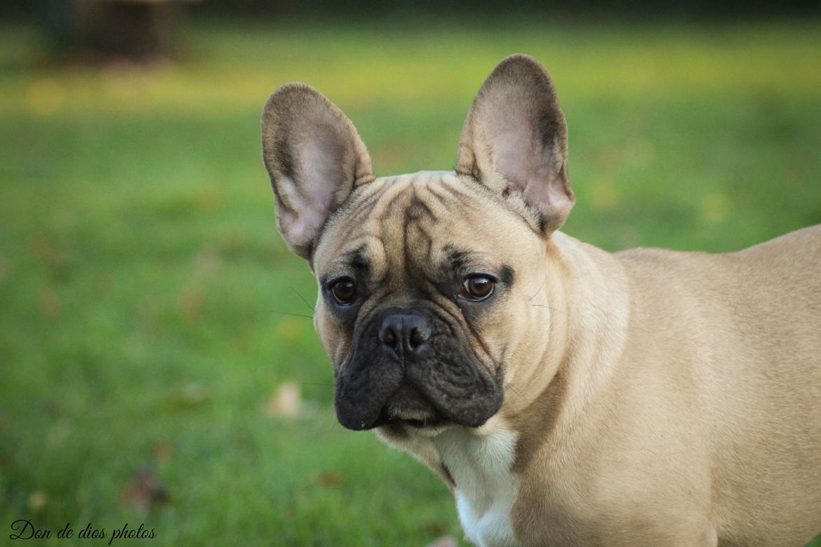 Fransk bulldog William billede 6