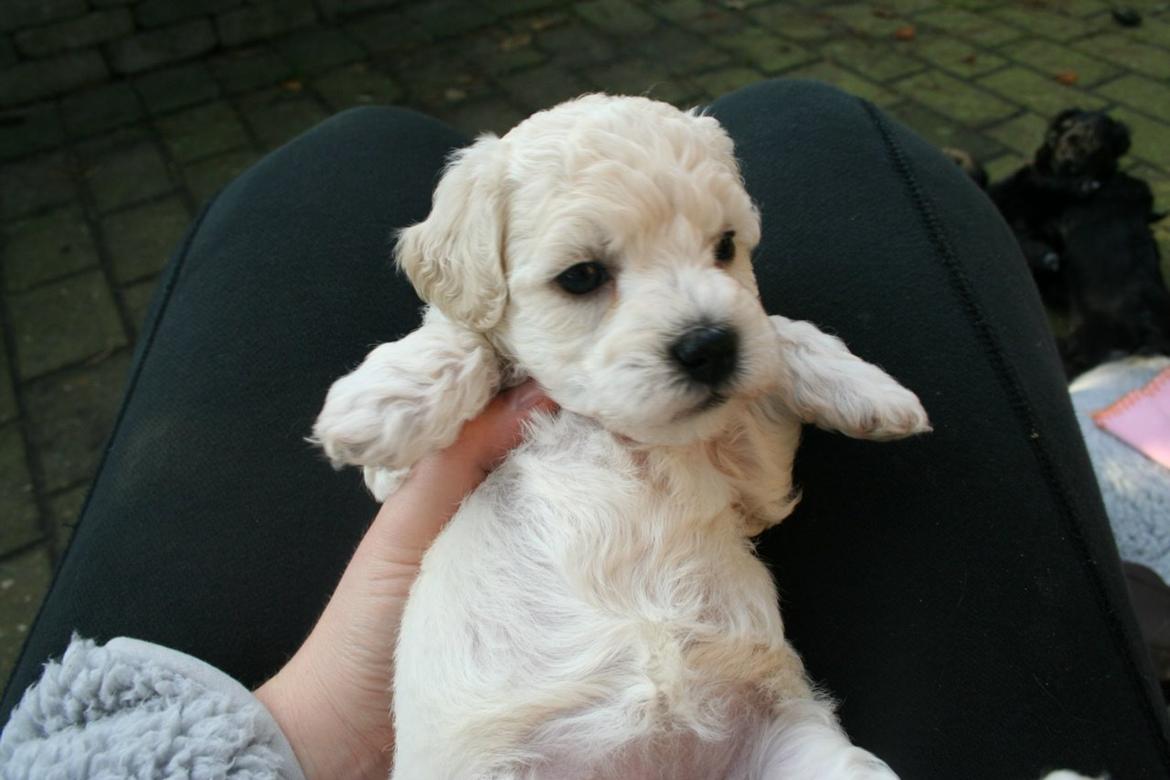 Blanding af racer Molly billede 1